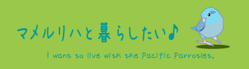 マメルリハと暮らしたい♪ I want to live with the Pacific Parrotlet.